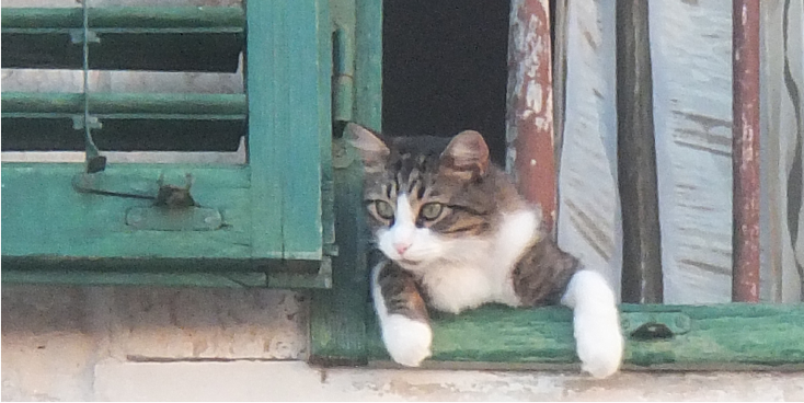 Sibenek-kat-Kroatië
