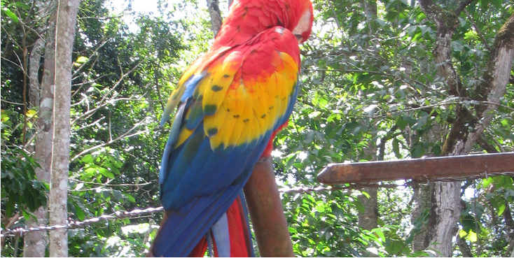 Copan-Honduras-Maya-indianen-ara-papegaai