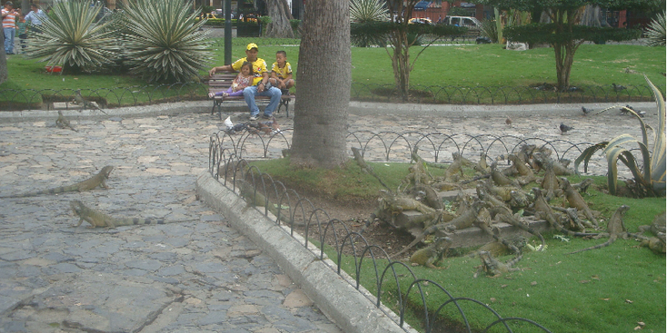 Parc-Bolivar-park-leguanen-gras-Ecuador