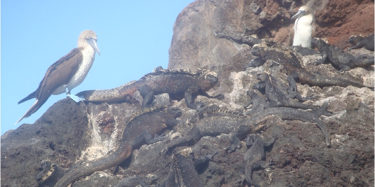Galapagos-nationaal-park-leguaan-zwart-blauwe-poten-vogels-Ecuador