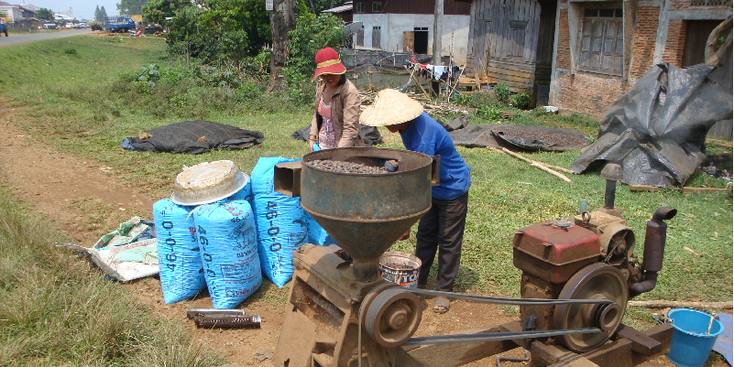 Koffie malen op het Bolaven Plateau