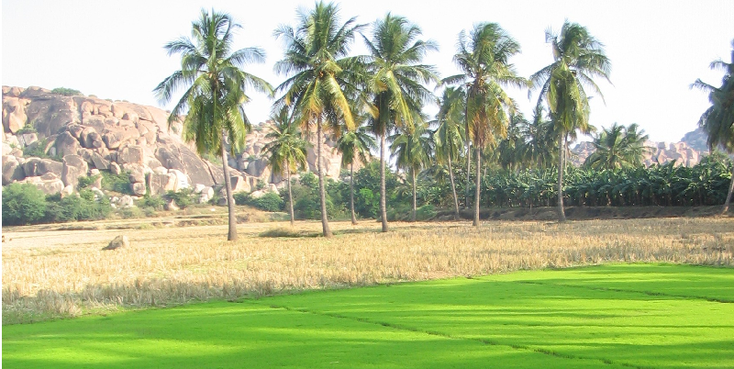 Hampi-Moss-Feild-Rice-India