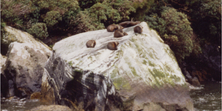 Milford-Sound-fjord-rots-zeeleeuwen-otters-Nieuw-Zeeland