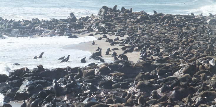 Cape-Cross-kaap-kruis-zeehonden-zeeleeuwen-troep-kust-Namibië