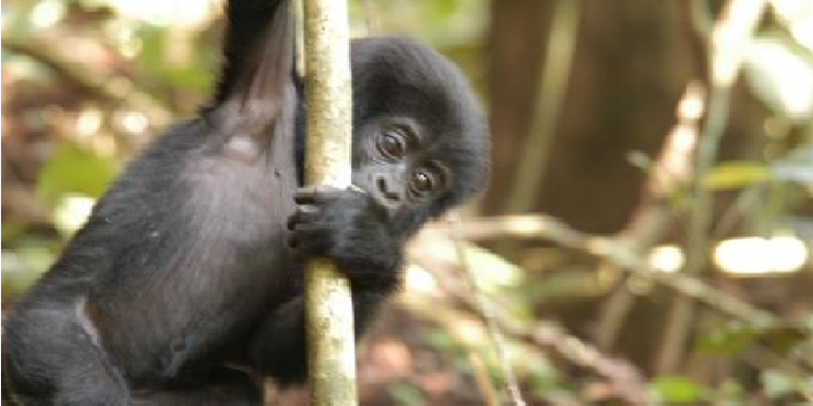 Bwindi-nationaal-park-berg-gorilla-Oeganda-jungle