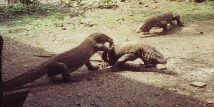 Rinca-Nationaal-Park-Indonesië-Komovaraan-reuze-varaan-Komodo