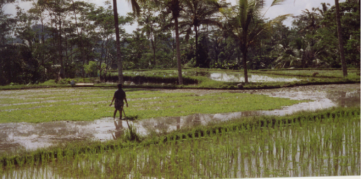 Bali-rijstvelden-Indonesië