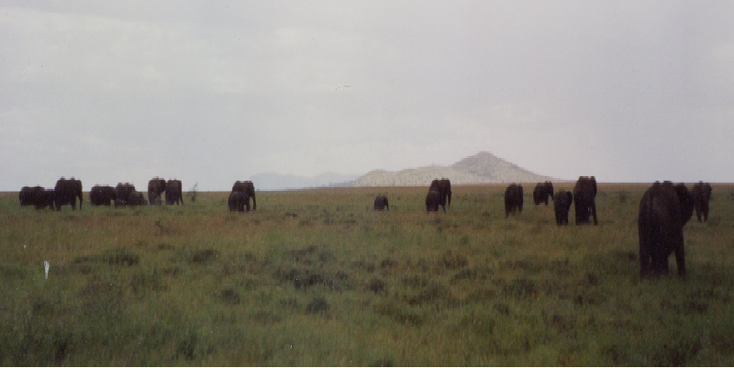 Serengeti-Tanzania-Nationaal-park-olifanten-kudde