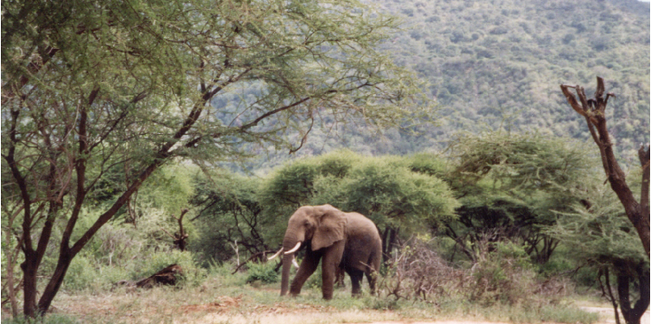 Serengeti-Nationaal-park-olifant-Tanzania