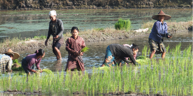 La-Ka-Na-meer-rijstvelden-Hpa-An-Myanmar-Birma