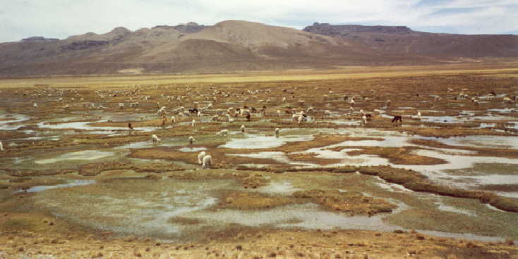 Colca-Canyon-vallei-Peru-lama-vicuna-vlaktes