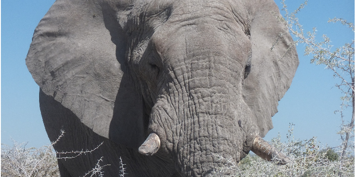 Etosha-nationaal-park-natuurpark-zoutpan-Namibië-olifant
