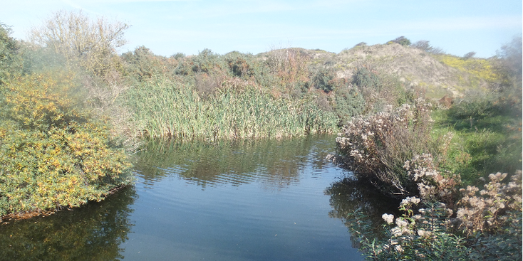 Lentevreugd-duinen-Wassenaar-Katwijk-vijver-Nederland