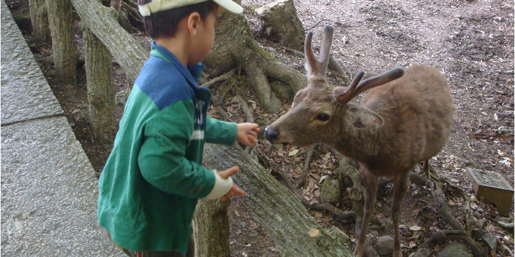 Nara-hert-voeden-jongetje-Japan
