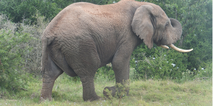 Addo-Nationaal-Park-Zuid-Afrika