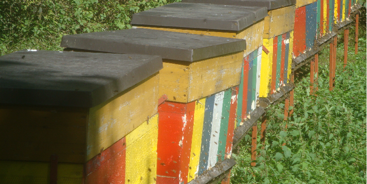 Slovenië-bijen-boxen