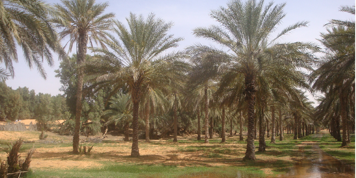 Ksar-Ghilane-oase-palmboom-tuin-Tunesië