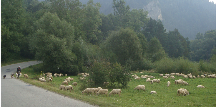 Pieniny-nationaal-park-Dunajec-gorge-vallei-Polen-schapen-herder
