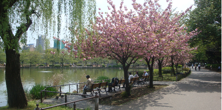 Hanami-bloemen-sierkersen-boom-park-vijver-Tokyo-Japan