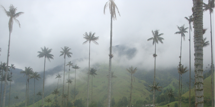 Valle-de-Cocora-Salento-Colombia-Wax-Palmtrees-Valley