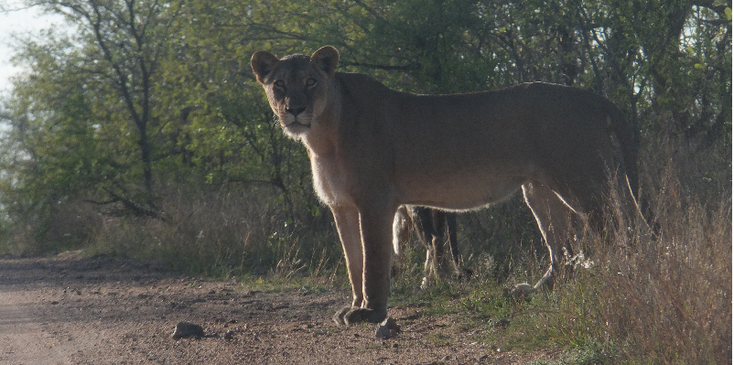 Kruger-Nationaal-Park-leeuw-Zuid-Afrika