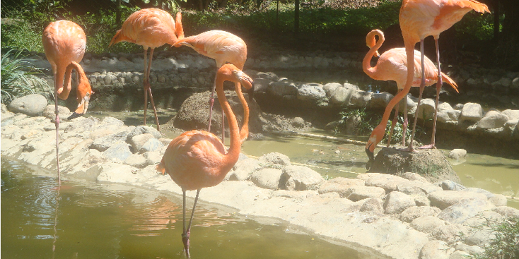 Hacienda-Napoles-Pablo-Escobar-dierentuin-flamingo-landgoed-villa-Colombia