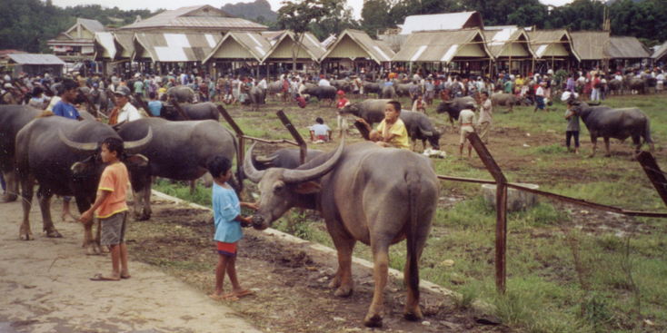 Tana-Toraja-Sulawesi-Indonesië-Bolu-markt-ossen
