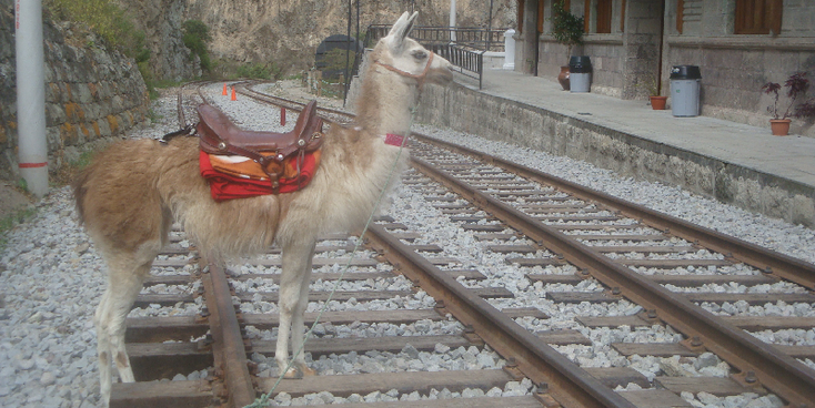 El-Nariz-del-Diablo-treinreis-lama-rails-Ecuador