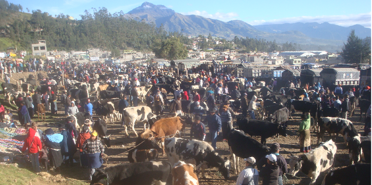 Fachalinas-markt-inheems-Otavalo-traditioneel-beestenmarkt-Ecuador