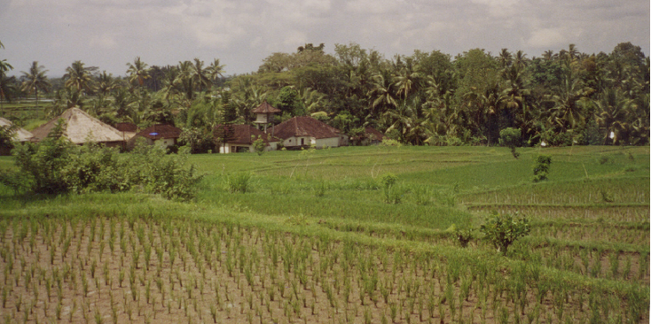 Sakti-Bali-rijstvelden-Indonesië