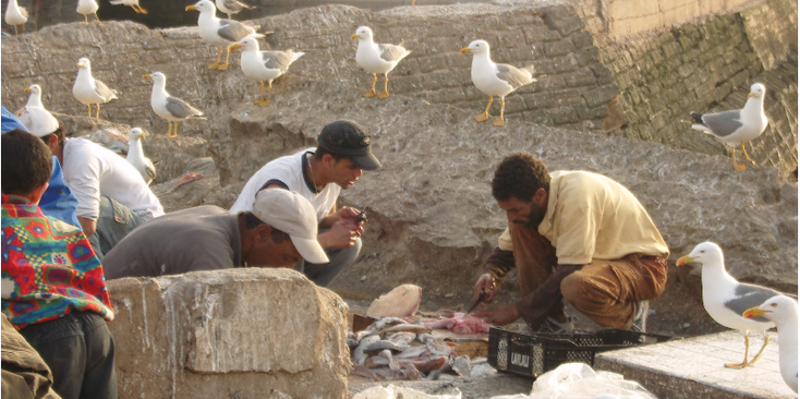 Essaouira-Portugees-stad-vis-schoonmaken-meeuwen-kust-Atlantische-Oceaan-Marokko-stadswallen-stadsmuren