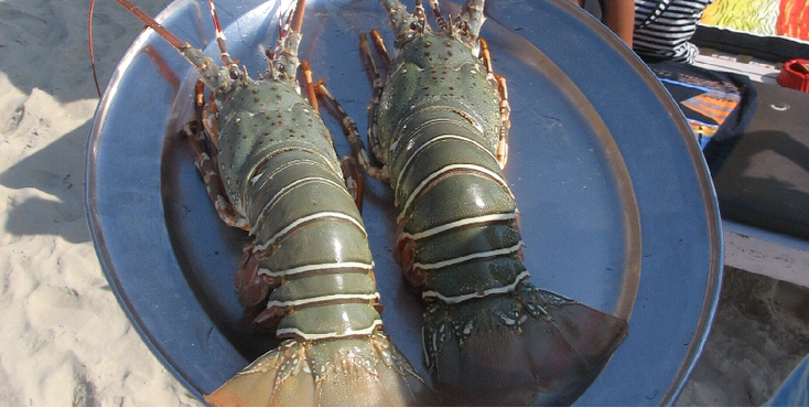 Goa-kreeft-vers-strand-India