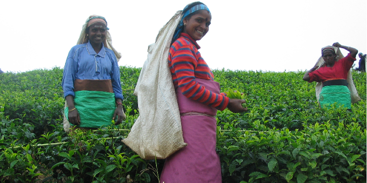 Haputale-Tea-Pickers-theeplukken-Sri-Lanka-Lipton