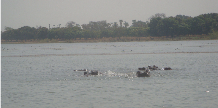 Banfora-Burkina-Faso-lac-de-Tengrela-meer-nijlpaarden