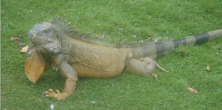 Parc-Bolivar-park-leguanen-gras-Ecuador
