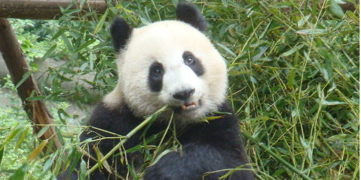 Chengdu-Sichuan-Panda-beer-Project-China-Conservatie-centrum