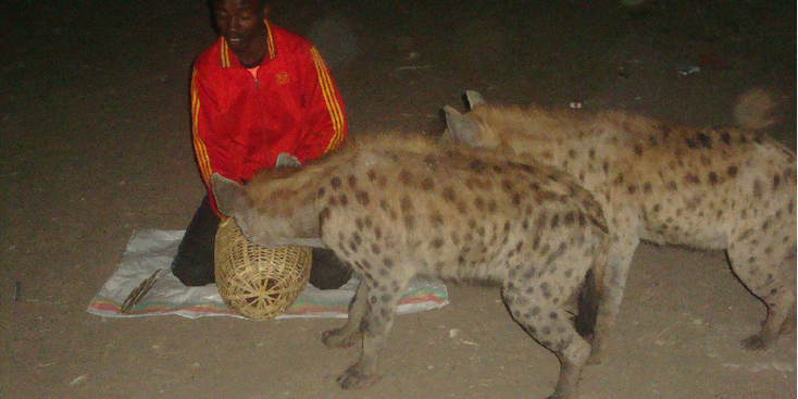 Harar-Hyena-voeren-Ethiopië