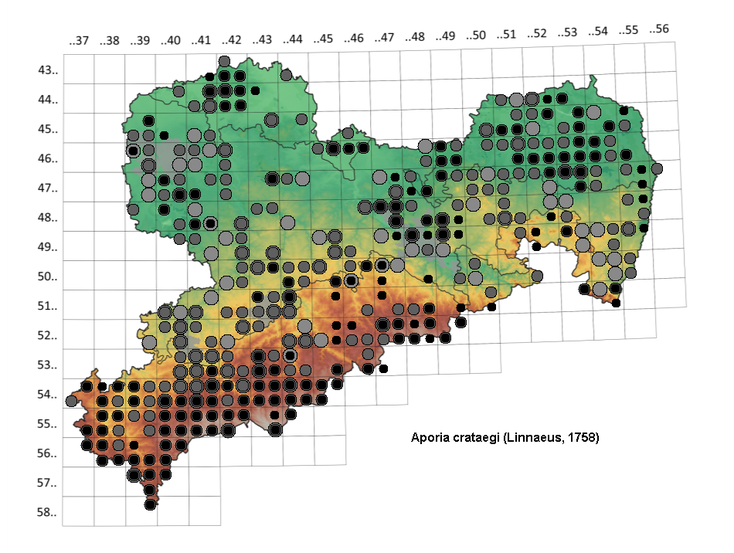 Aporia crataegi, Baumweißling, in Sachsen, Tagfalter, Steffen Pollrich