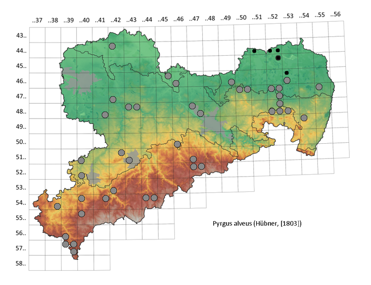 Sonnenröschen Würfel-Dickkopffalter, Pygus alveus, in Sachsen, Pollrich Tagfalter