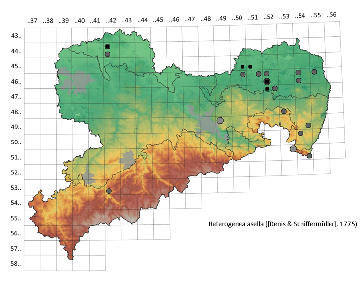 Kleiner Schneckenspinner Heterogenea asella in Sachsen Schneckenspinner Steffen Pollrich
