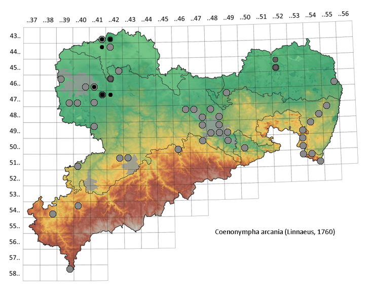 Weißbindiges Wiesenvögelchen Coenonympha arcania in Sachsen Tagfalter Steffen Pollrich