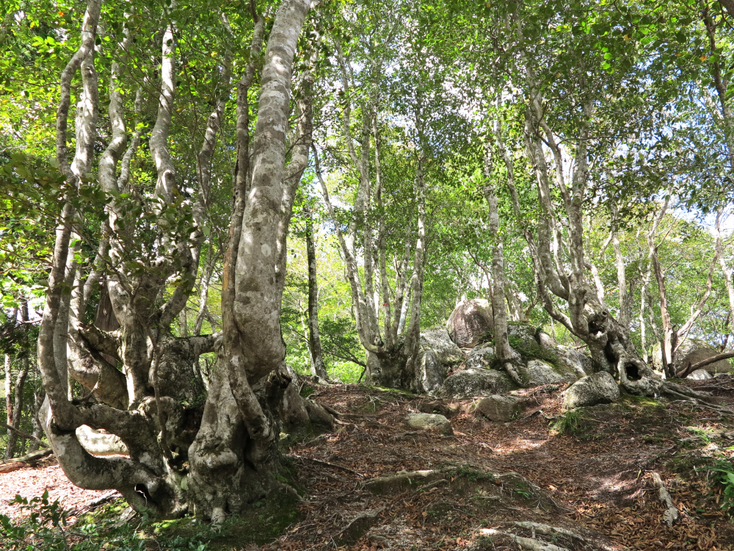 株立ちのブナ林の中に鎮座する大岩