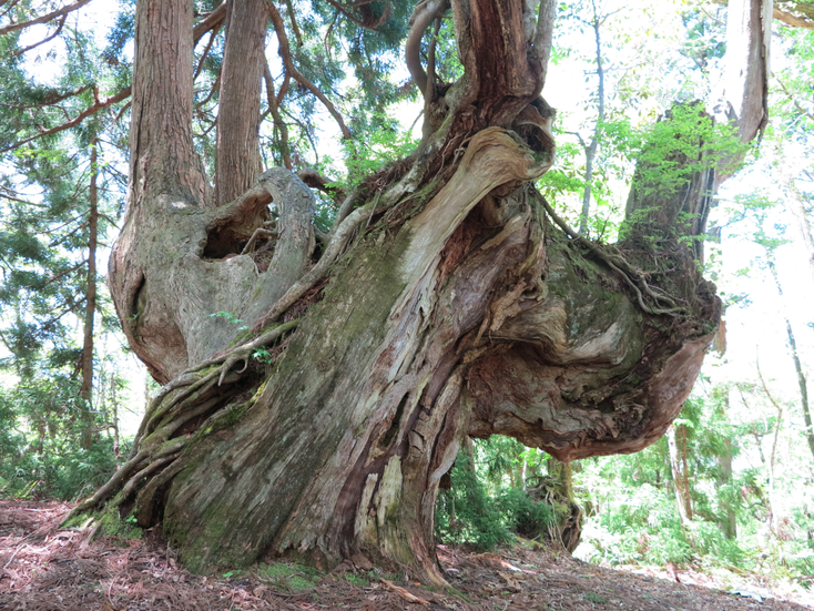 芦生杉の台木
