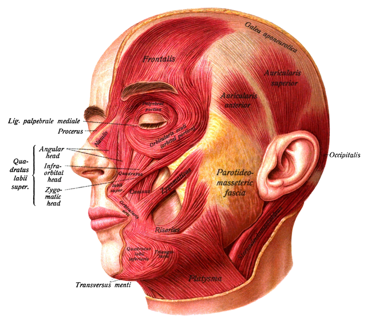 The superficial layer of the facial muscles by Sobotta, public domain