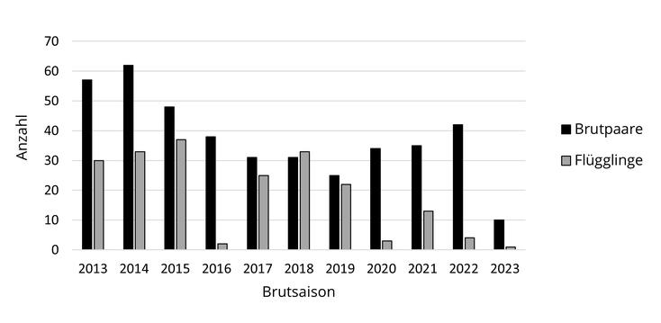Brutbestand und Flügglingszahlen der Flussseeschwalbe am Starnberger See 2013-2023