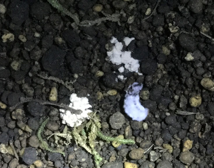 上陸幼虫の白いカビ Himukanohotaru ページ