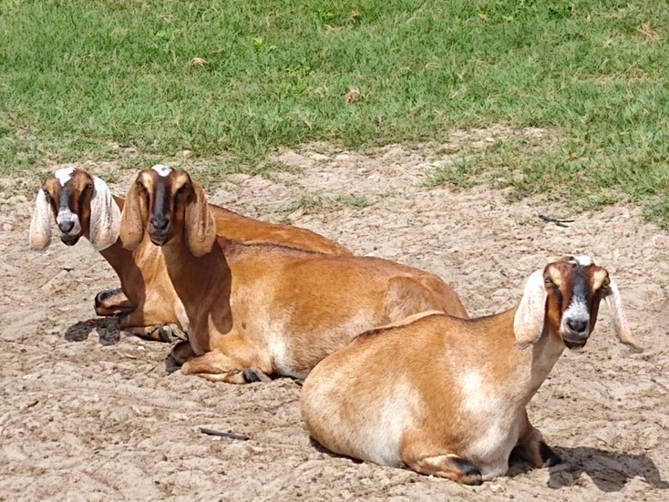 Farm Fresh Goat Milk is naturally A2 milk Home made Farm Raised