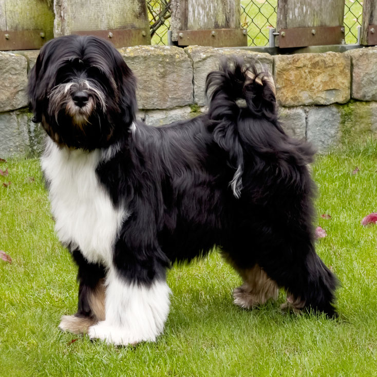 Tibet Terrier_Oelde_NRW