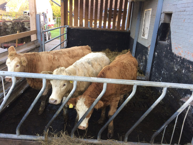 RINDERHALTUNG - biohof-schittenhelms Webseite!