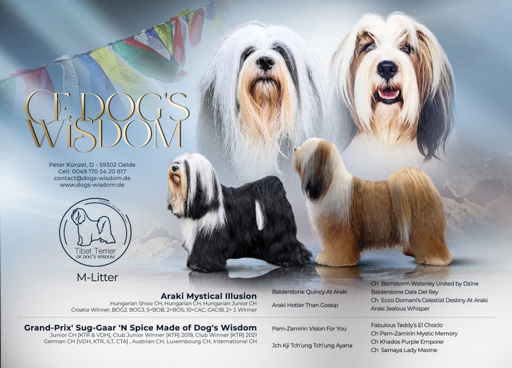 Ahentafel M-Wurf Dogs Wisdom Tibet Terrier mit Ami und Gin geprüfte Zuchtlinien
